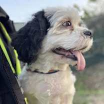 Thumbnail photo of Rock #4