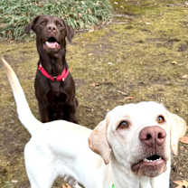 Thumbnail photo of Rufus Stray #3