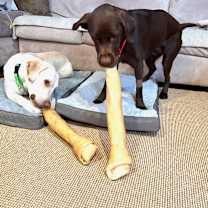 Thumbnail photo of Dudley Stray #4