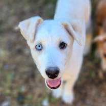 Thumbnail photo of Milo AL #1