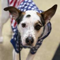 Thumbnail photo of Spork - Courtesy Post #2