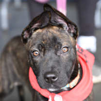 Thumbnail photo of Twinkletoes #1