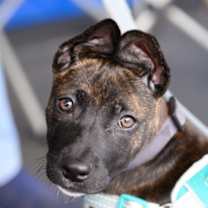 Thumbnail photo of Merryberry #1