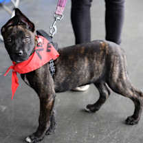 Thumbnail photo of Twinkletoes #2