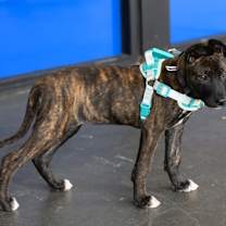 Thumbnail photo of Merryberry #2