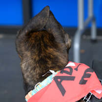 Thumbnail photo of Twinkletoes #3