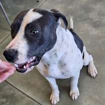 Thumbnail photo of Harley #3