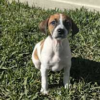 Thumbnail photo of Abby #1