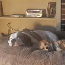 Thumbnail photo of Yoshi #2