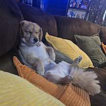 Thumbnail photo of Yoshi #4