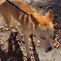 Thumbnail photo of Pita #3