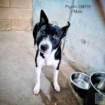 Thumbnail photo of Pippin #1