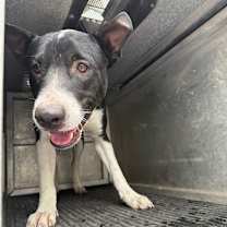 Thumbnail photo of Pippin #2