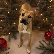 Thumbnail photo of Huxley  #4