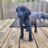 Thumbnail photo of Bootsie #1