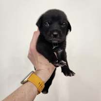 Thumbnail photo of Bootsie #2