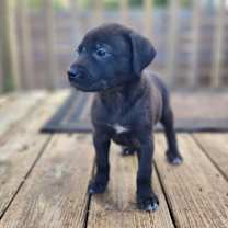 Thumbnail photo of Bootsie #3