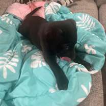 Thumbnail photo of Bootsie #4