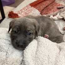 Thumbnail photo of Lasso #4