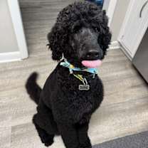 Thumbnail photo of Sonny #3