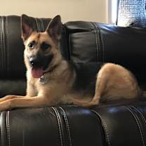 Thumbnail photo of Harley #1