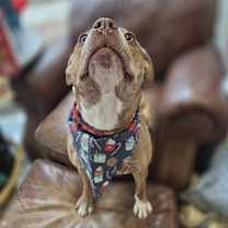 Thumbnail photo of Bailey #1