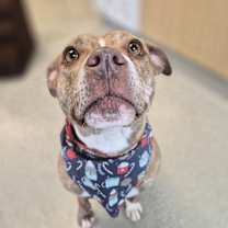 Thumbnail photo of Bailey #3