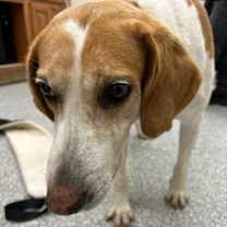 Thumbnail photo of Lorenz #3