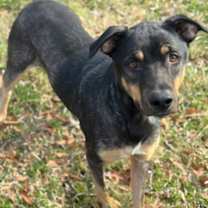 Thumbnail photo of Butter Cookie #2