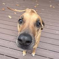 Thumbnail photo of Copper #1