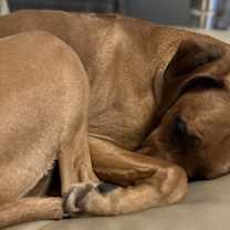 Thumbnail photo of Copper #2