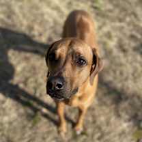 Thumbnail photo of Copper #3