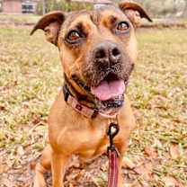 Thumbnail photo of Brandy #1