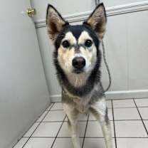 Thumbnail photo of TUSC-Stray-82839 #3