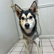 Thumbnail photo of TUSC-Stray-82839 #4