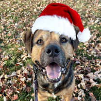 Thumbnail photo of Bronco #1