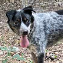 Thumbnail photo of HANK #2