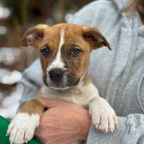 Thumbnail photo of NY Hugo Avail Dec 13 (Tractor Supply Patterson) #2