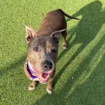 Thumbnail photo of Feisty #4