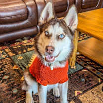 Thumbnail photo of Gator #1