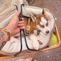 Thumbnail photo of Gator #2