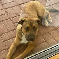 Thumbnail photo of Bruno #1