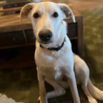 Thumbnail photo of Dove #1