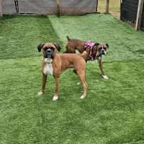 Thumbnail photo of Rex #1