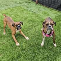 Thumbnail photo of Rex #2