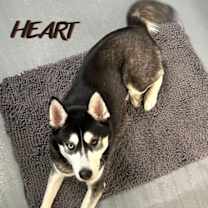 Thumbnail photo of Freya #4