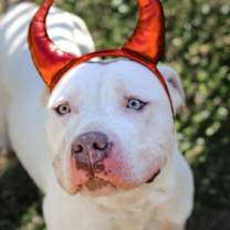 Thumbnail photo of Lucious #3