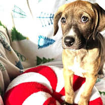 Thumbnail photo of Santa's Rudolph #1