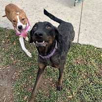 Thumbnail photo of Pepper #4