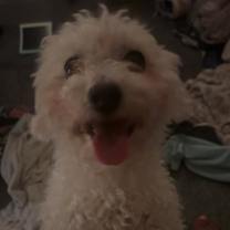 Thumbnail photo of Charlie #1